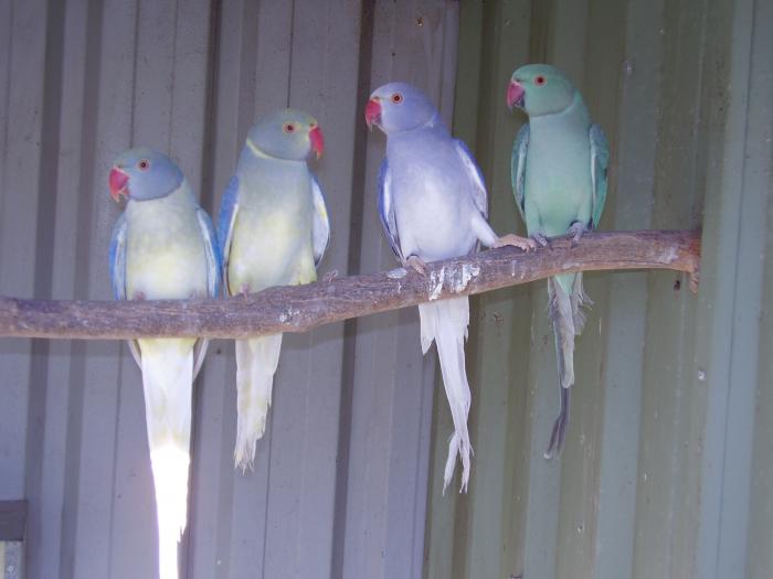 RINGNECKS OPALINE & CLEARTAIL COMBINATIONS