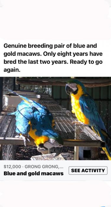 Blue & Gold Macaws 