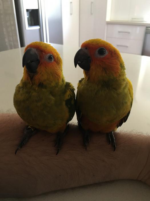 Sun Conures - Hand Raised $550 one sold/ one left