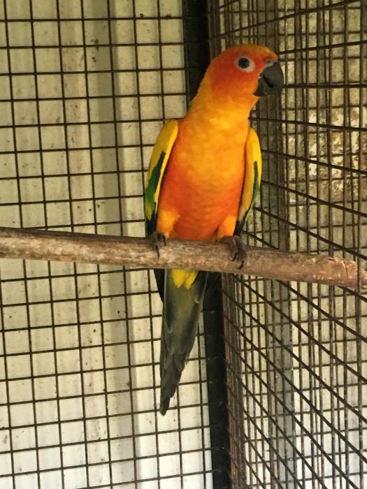 Sun Conures - Hand Raised $550 one sold/ one left