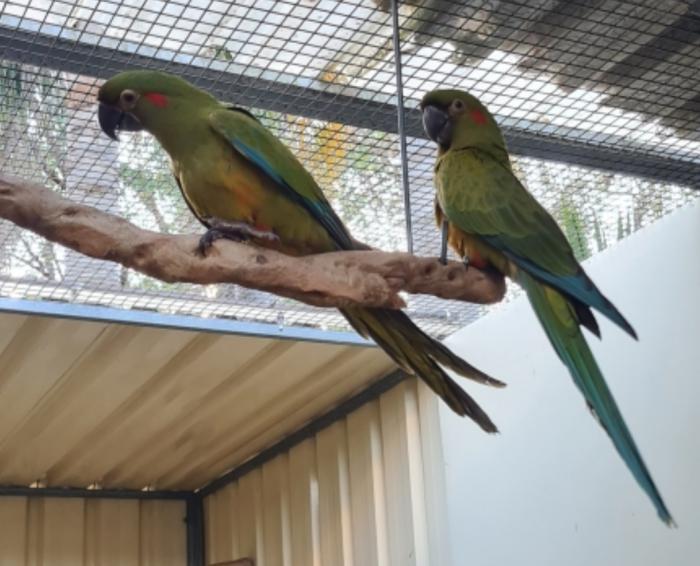 Red fronted macaws - hens