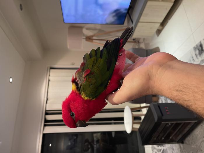 Super tamed Chattering Lory chick 