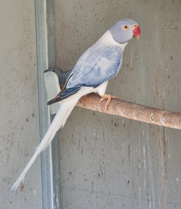 Opaline Cleartail and Split combination Indian Ringnecks