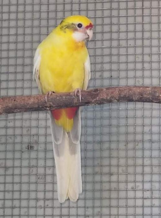 Looking to swap DF Pied eastern for eastern cock bird.