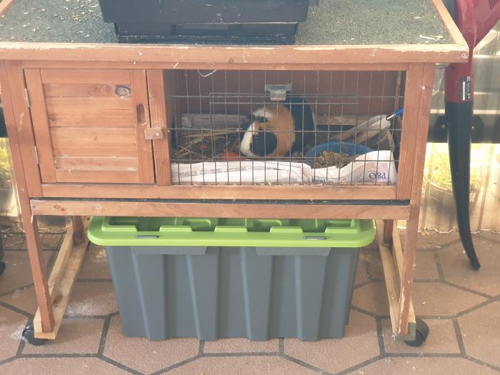 FREE GUINEA PIG AND CAGE