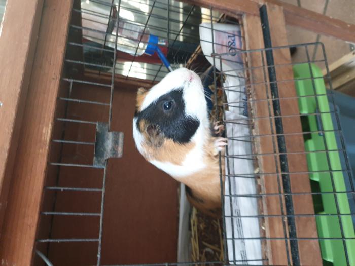 FREE GUINEA PIG AND CAGE