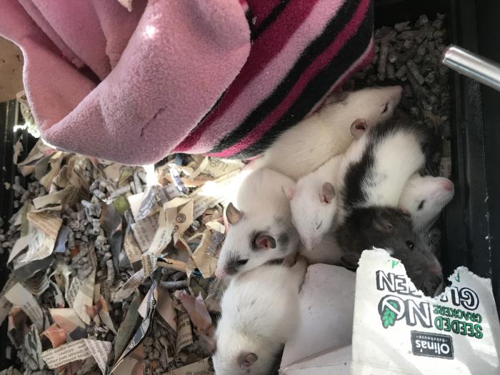Rat babies for sale