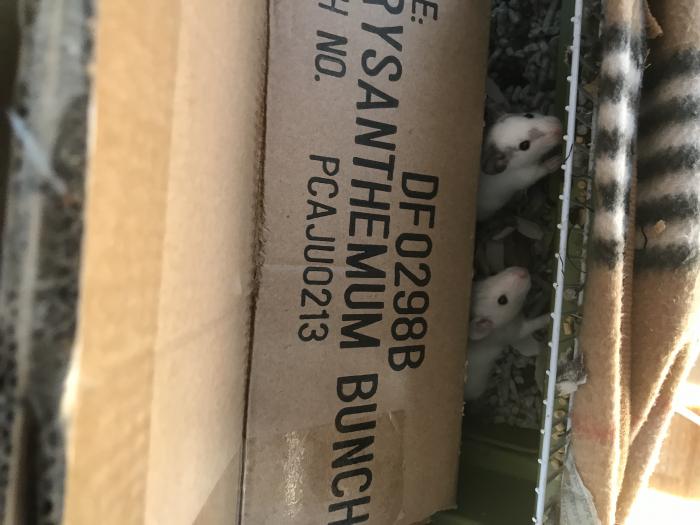 Rat babies for sale