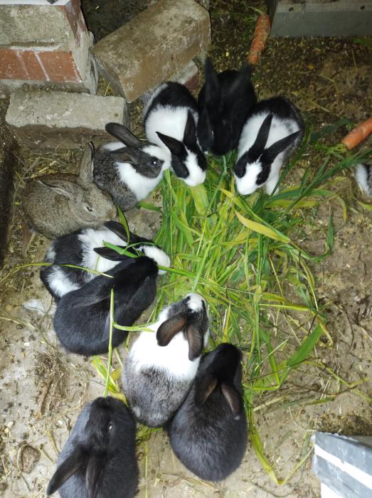 Baby Pet Rabbits for sale 