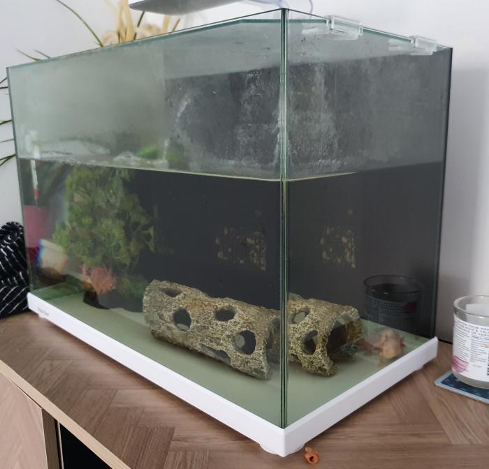 FREE Axolotl PLUS Tank Setup 