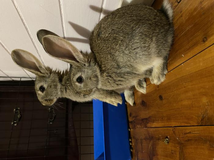 Two young rabbits for sale
