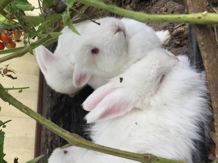 New Zealand White Rabbits For Sale