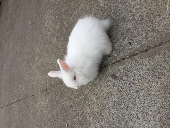 New Zealand White Rabbits For Sale