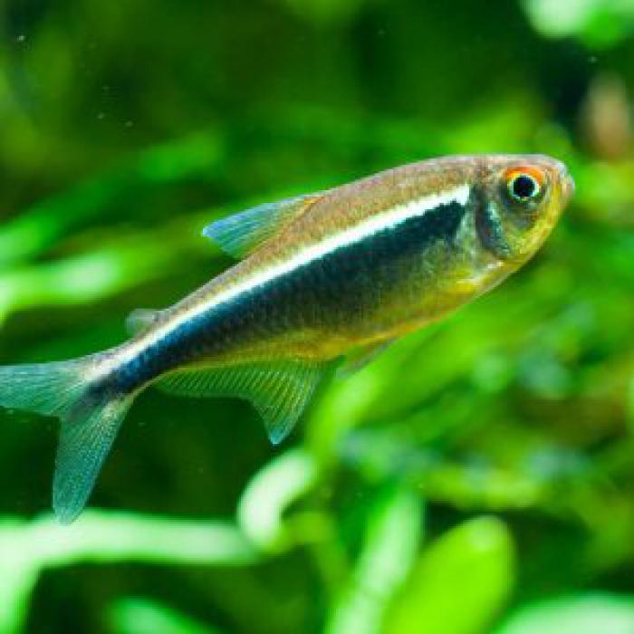 Tetra, Barbs & other Tropical Fish - Australia Wide Shipping