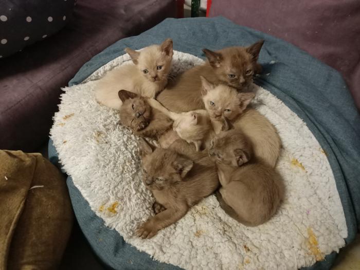 Burmese kittens purebred