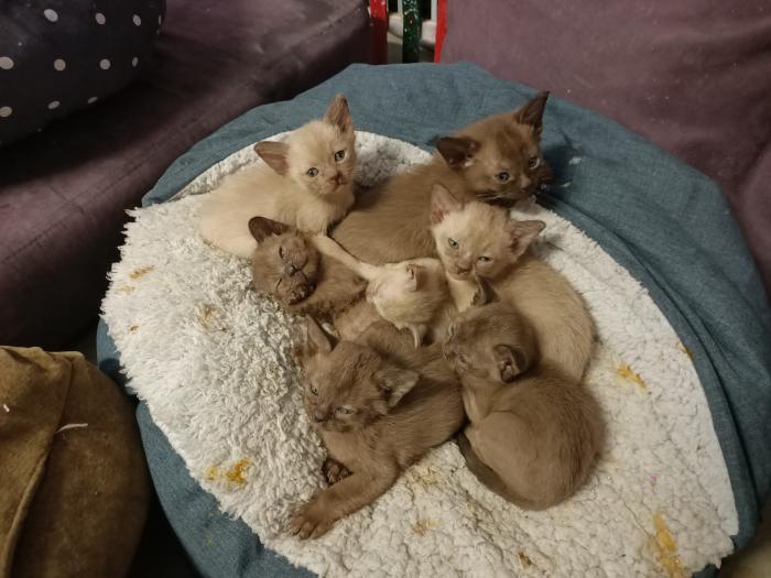 Burmese kittens purebred