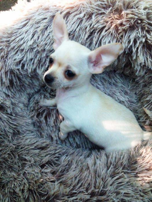 2 Male Chihuahua Puppies Ready to go $1800