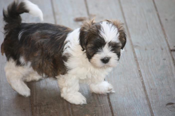 lhasa apso  male purebred 6 weeks old