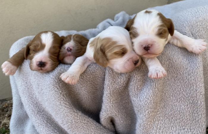 Cavoodle Puppies 