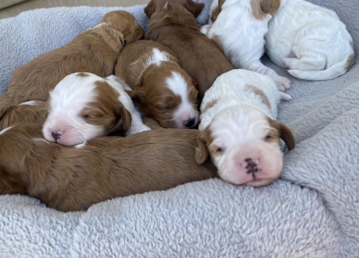 Cavoodle Puppies 