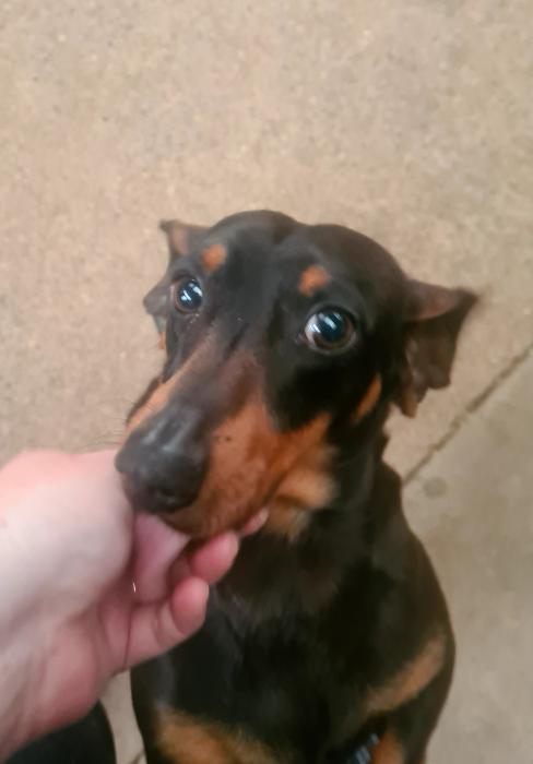 Male mini dachshund 6 year old needs new home due to moving.