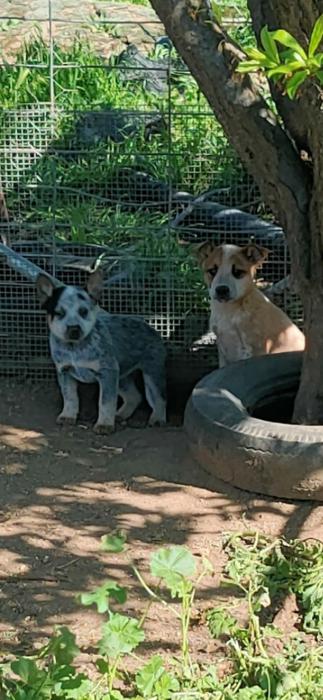 Cattle dog pups