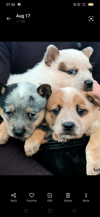 Cattle dog pups