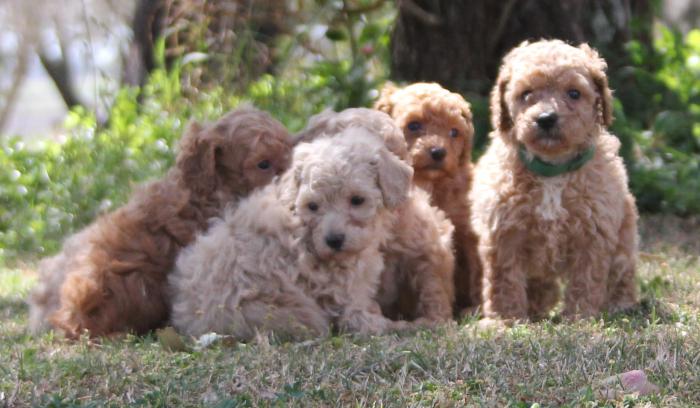 Red and Apricot Miniature and Toy DNA Clear Poodles