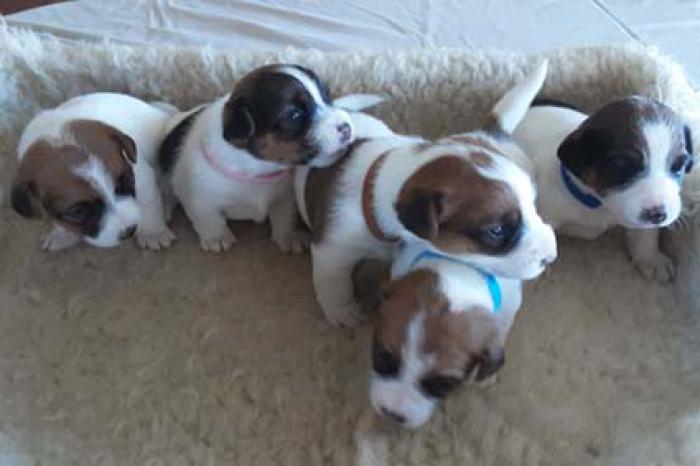 JACK RUSSELL PUPS