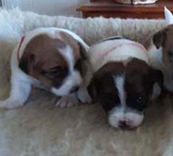 JACK RUSSELL PUPS