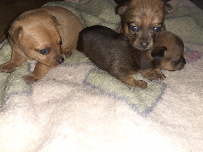 Chihuahua x Mini Foxie Pups   $1,850