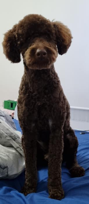 FOR STUD SERVICES - Chocolate Mini Poodle 