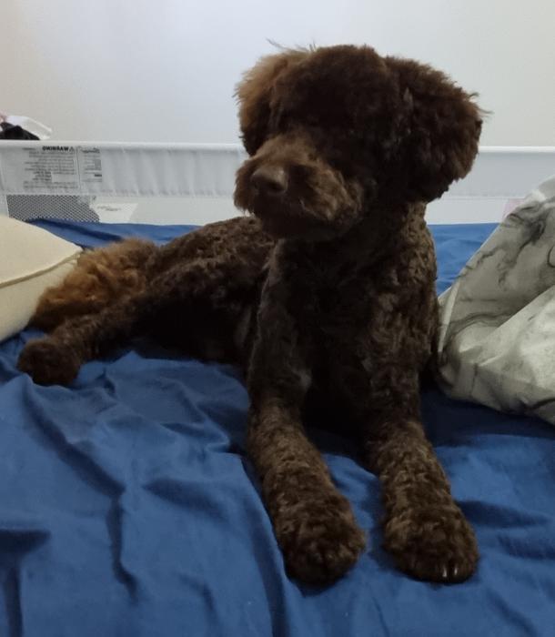 FOR STUD SERVICES - Chocolate Mini Poodle 