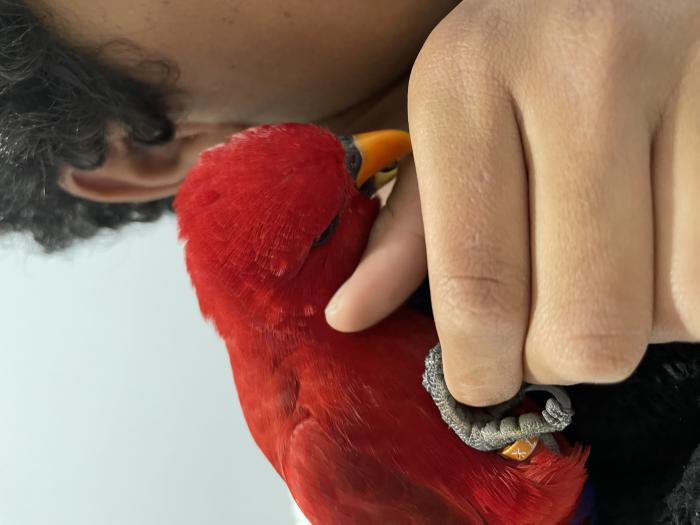 Hand raised moluccan red lory