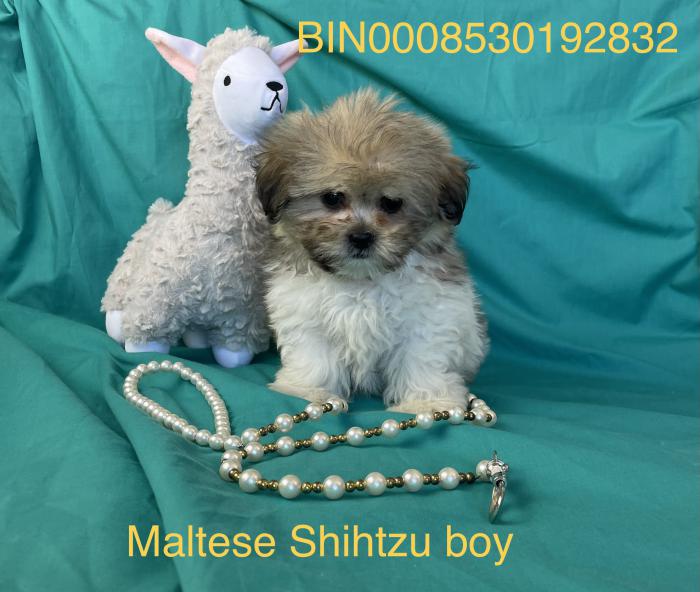 Maltese shihtzu last puppy beautiful colour reduced $3350