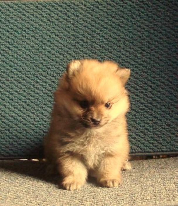 POMERANIAN  BEAUTIFUL BABY ENDLESS LOVE AND HAPPINESS
