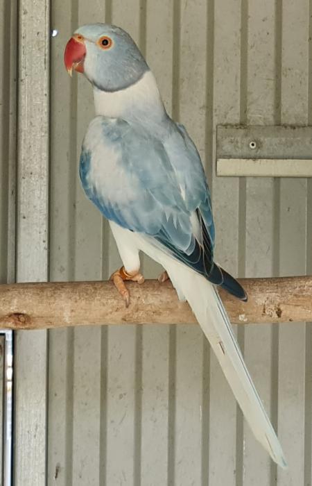 Opaline Cleartail and Split combination Indian Ringnecks