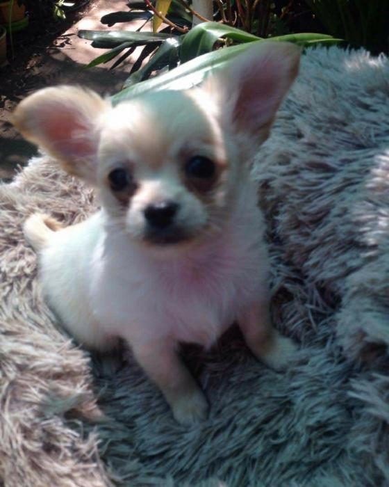 2 Male Chihuahua Puppies Ready to go $1800