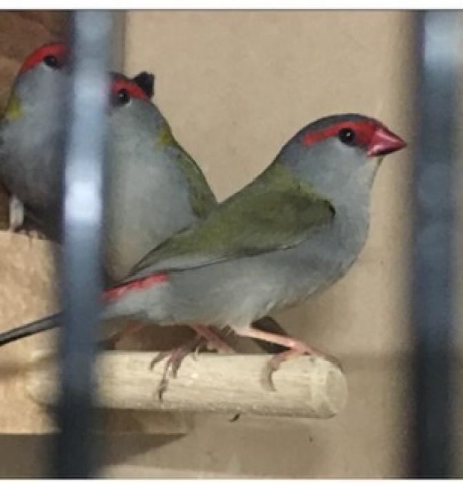 RED BROWED FINCHES 
