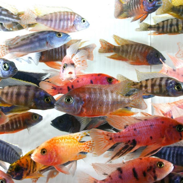 Cichlids Available at WTFISH