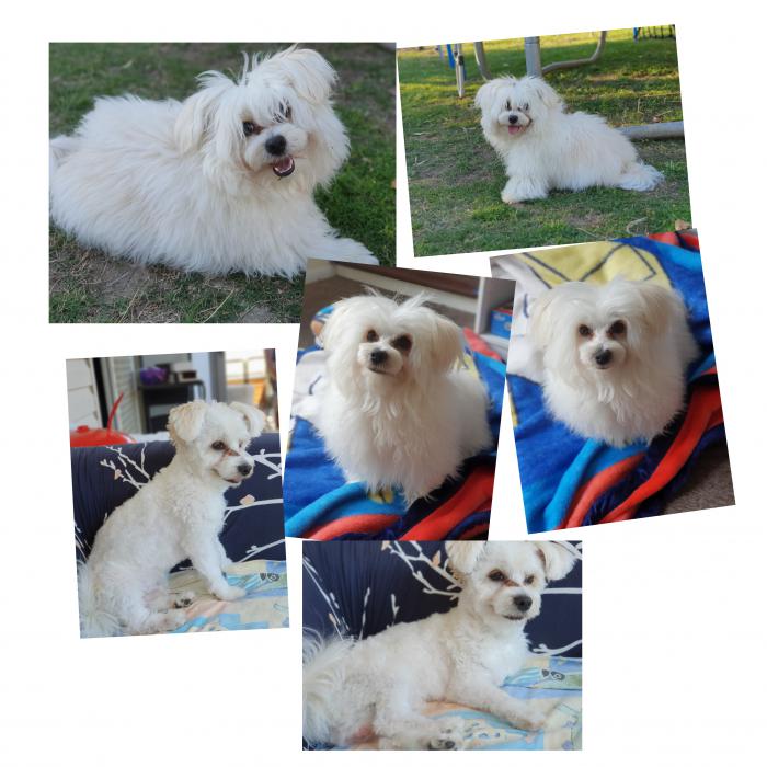 Maltese Male 10 months old