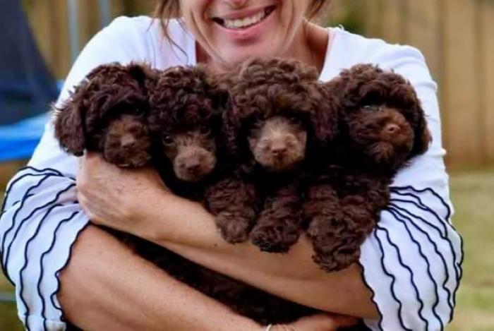 Beautiful Toy Poodle PUPPIES taking DEPOSITS