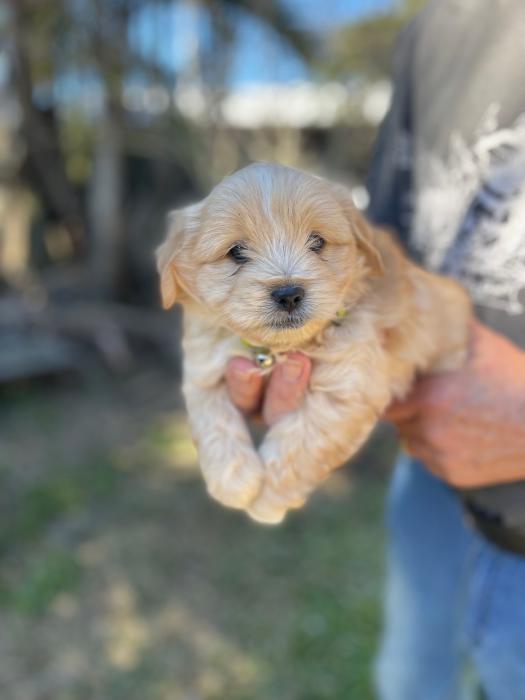MOODLE X LHASA APSO puppies