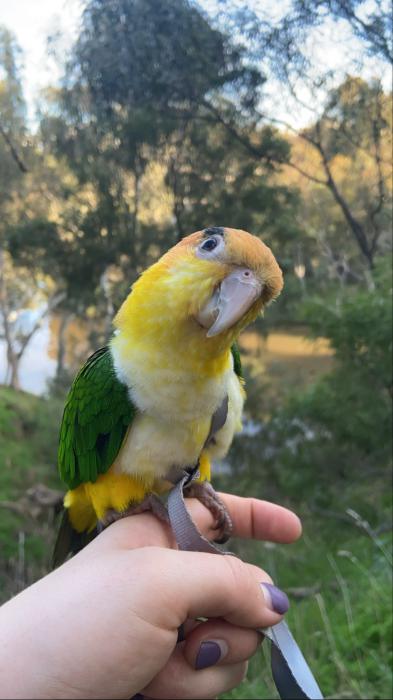female White Bellied Caique