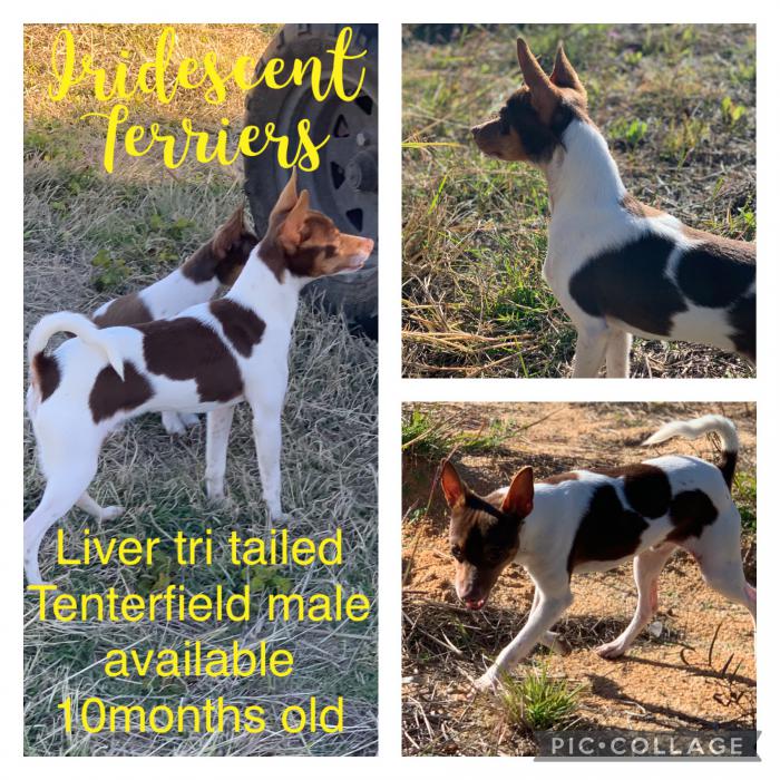Tenterfield terrier/ mini foxies available 