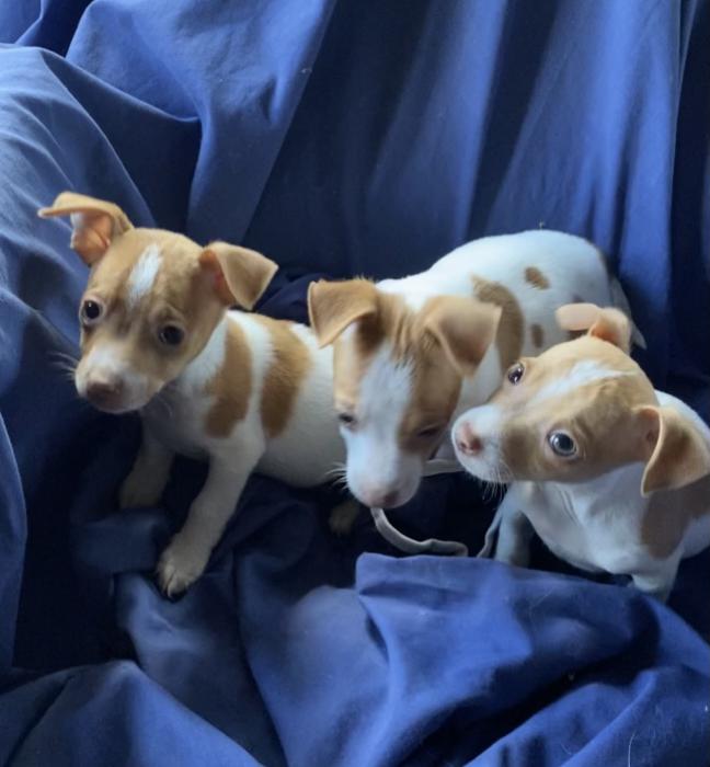 Mini Foxy Male boy puppies $ 1800