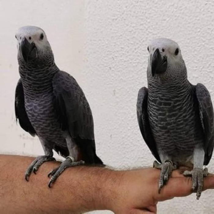 Congo African Grey parrots B&G macaws good pets.