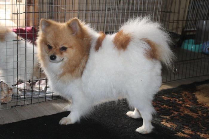 P/B toy Pomeranian puppy