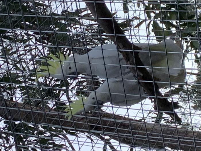 Pair of white cockatoos