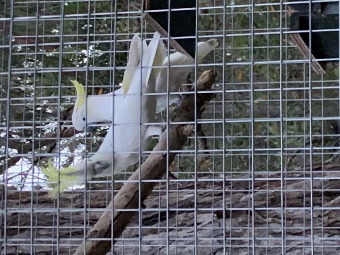 Pair of white cockatoos